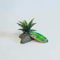 Preview: Lucky Reptile Sukkulente